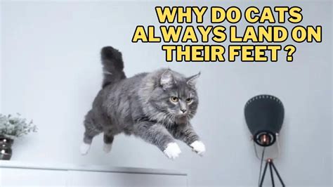 How Long Does It Take to 3D Print a Small Object and Why Do Cats Always Land on Their Feet?