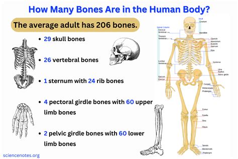 How Many Bone Books Are There: A Multi-Layered Exploration